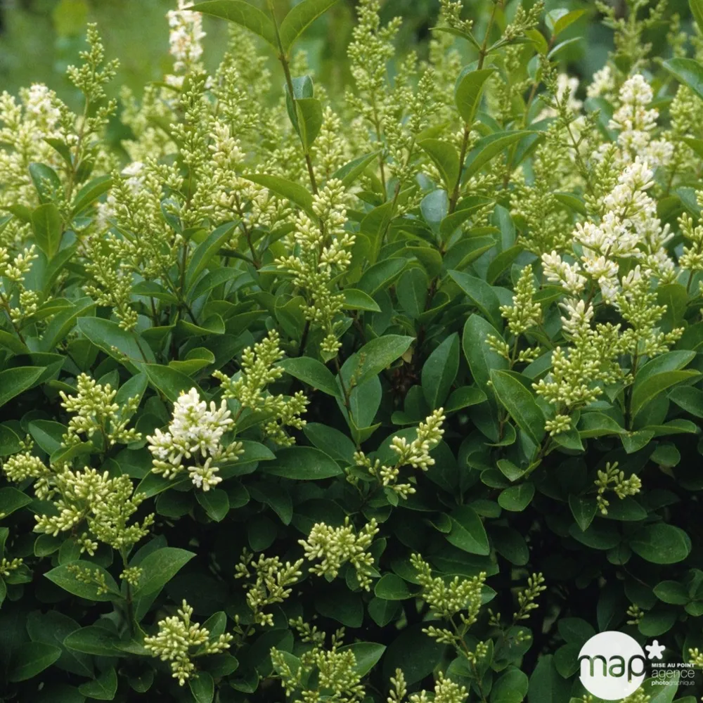 Ligustrum japonicum H 100/125 cm : pot 10 litres