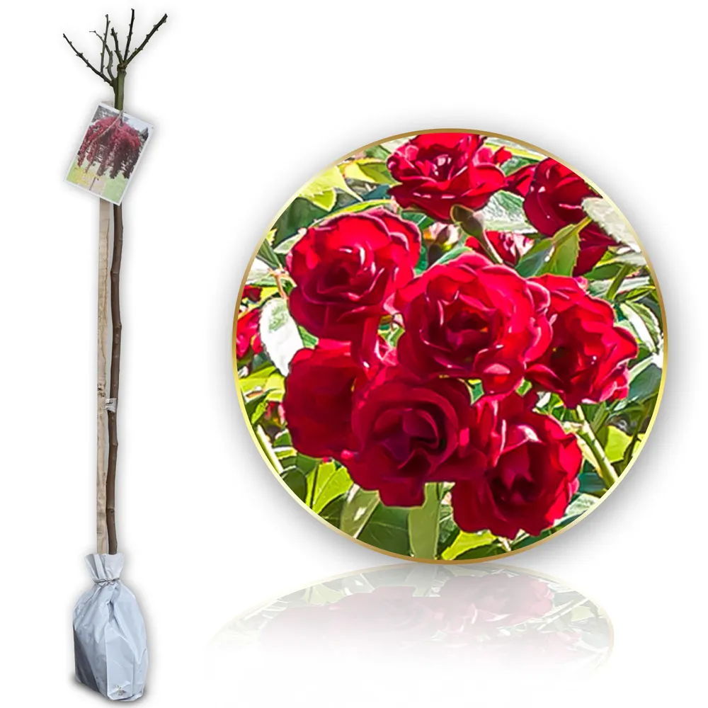 Rosier demi-tige Nina Weibull - 60/70 cm - pour pot et pleine terre - idéal pour balcon, terrasse, petit jardin